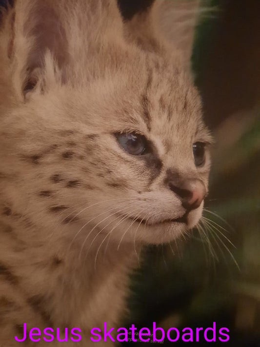 Short sleeve shirts-Tanglefoot the Kitten