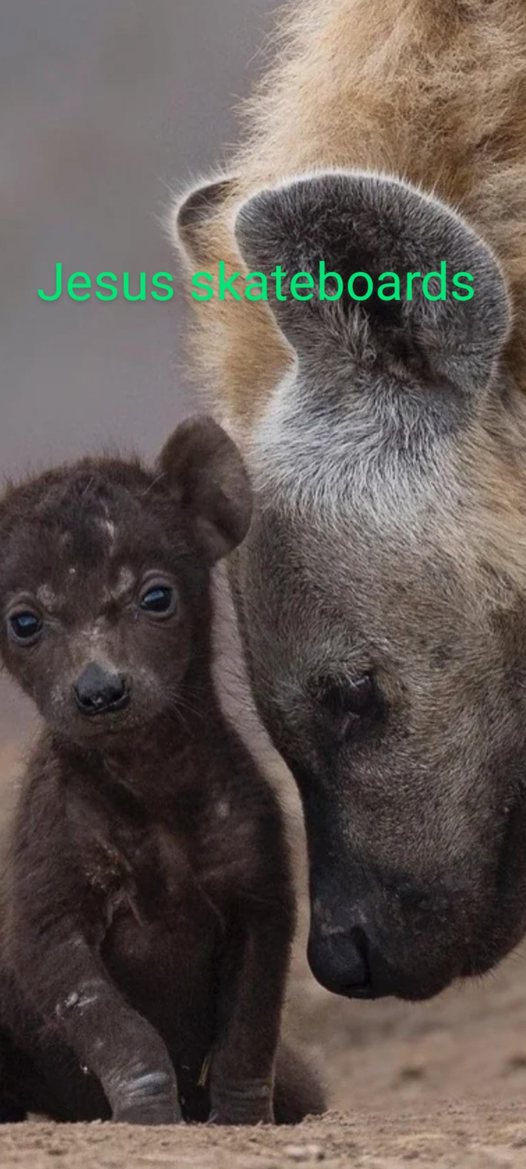 Beanie / knitted cap Julio Hyena