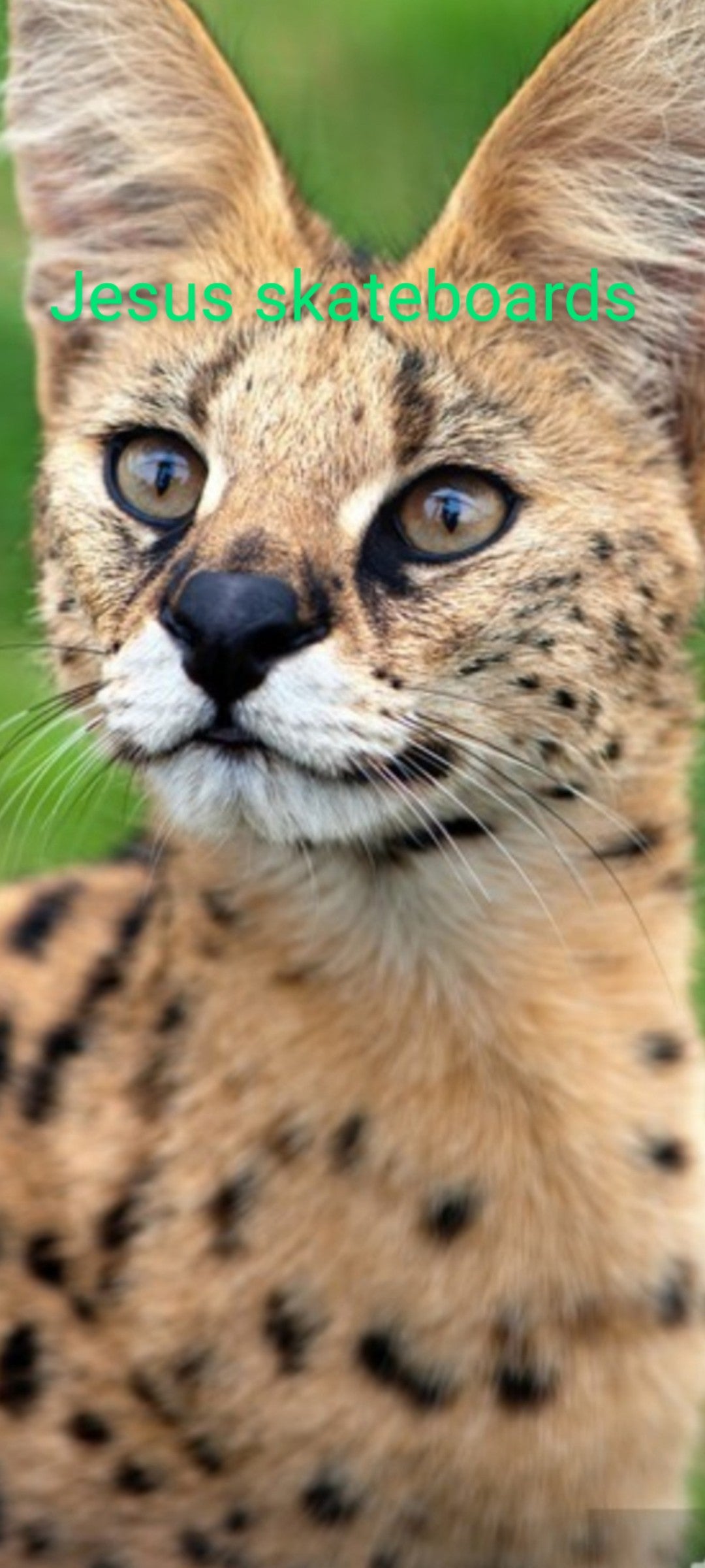 Hooded sweatshirts/ hoodies: "General Lightening-Paws"